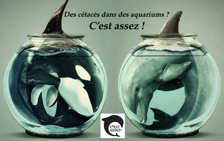 Animaux marins en captivité  Protection mondiale des animaux