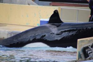 PHOTO ORQUE MARINELAND