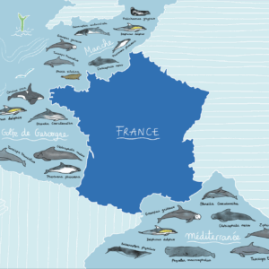 Les mammifères marins de France - A4