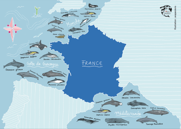 Les mammifères marins de France - A4