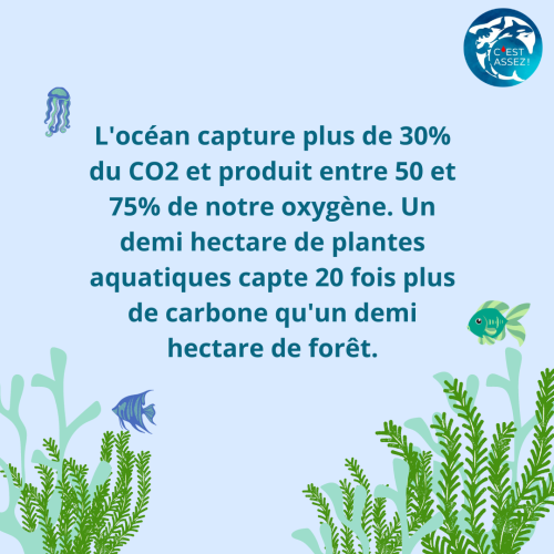 Copie de 1,5 milliards d'hectares de forêts sous-marines disparaissent chaque année soit 4326 terrains de foot chaque seconde...