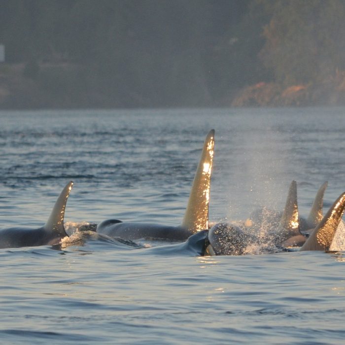 orcas-ga52ea2028_1920