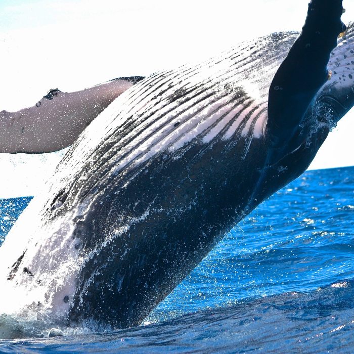 whale-ga3f854588_1920 whale-ga3f854588_1920